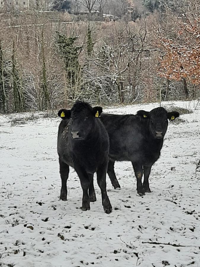 Tenuta La Scure La Cappella Villa Cortona Dış mekan fotoğraf